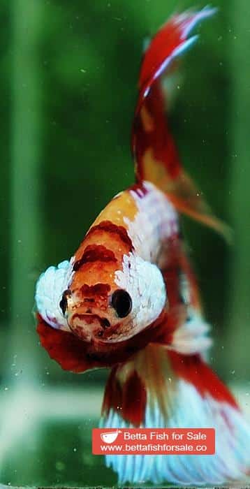 Betta fish OHM Multicolor Candy Yellow base Sky Hawk - Image 6