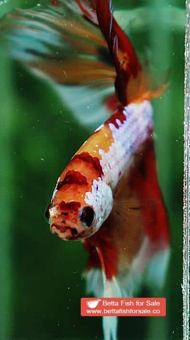 Betta fish OHM Multicolor Candy Yellow base Sky Hawk - Image 7