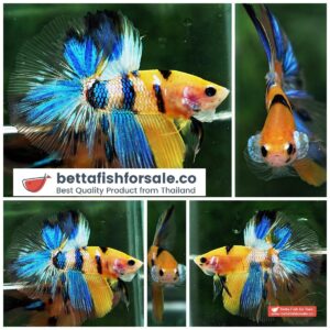 Betta fish OHM Fancy Yellow Blue Tiger