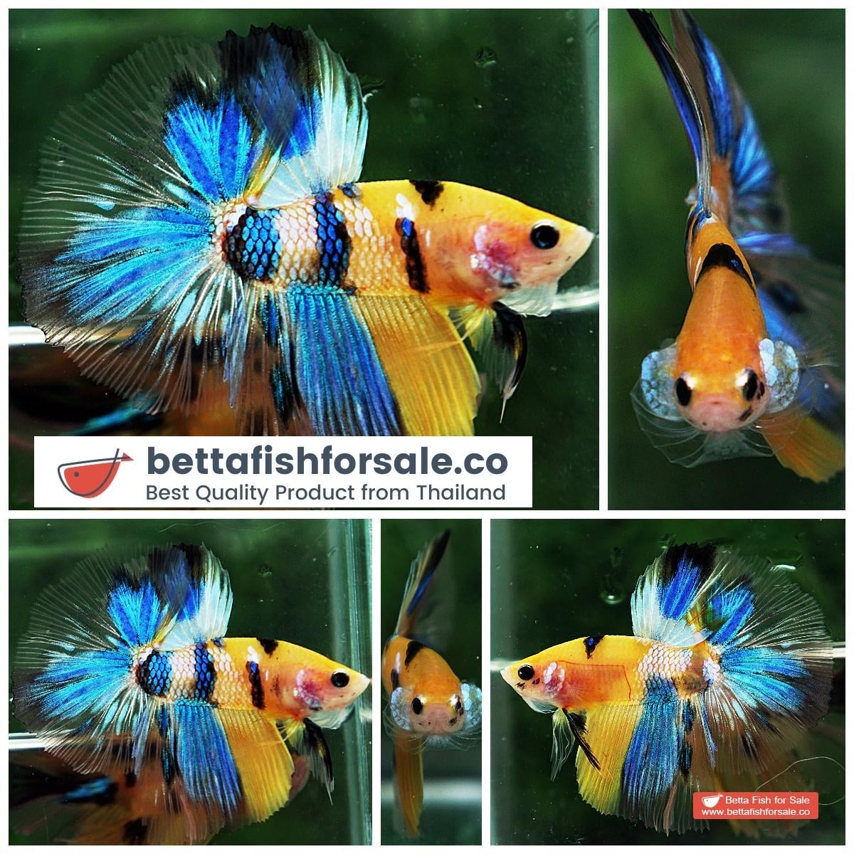 Betta fish OHM Fancy Yellow Blue Tiger
