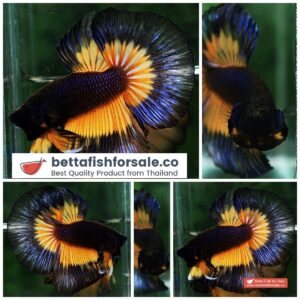 Betta fish HM Black Pumpkins Butterfly