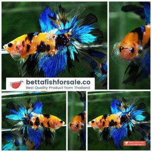 Betta fish OHM Yellow Blue Tiger Rosetail