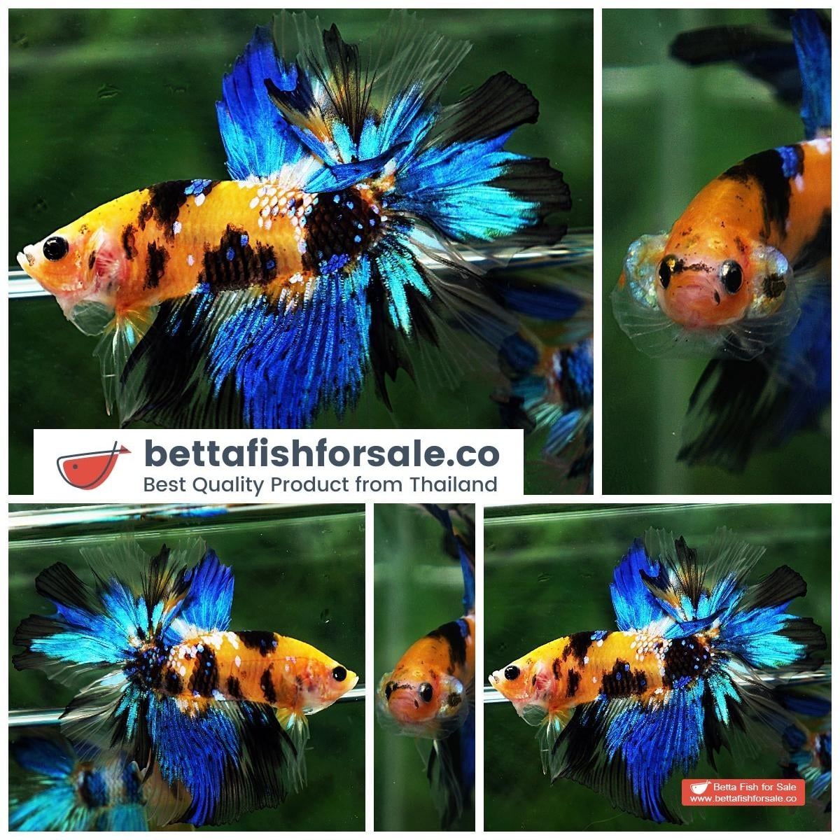 Betta fish OHM Yellow Blue Tiger Rosetail
