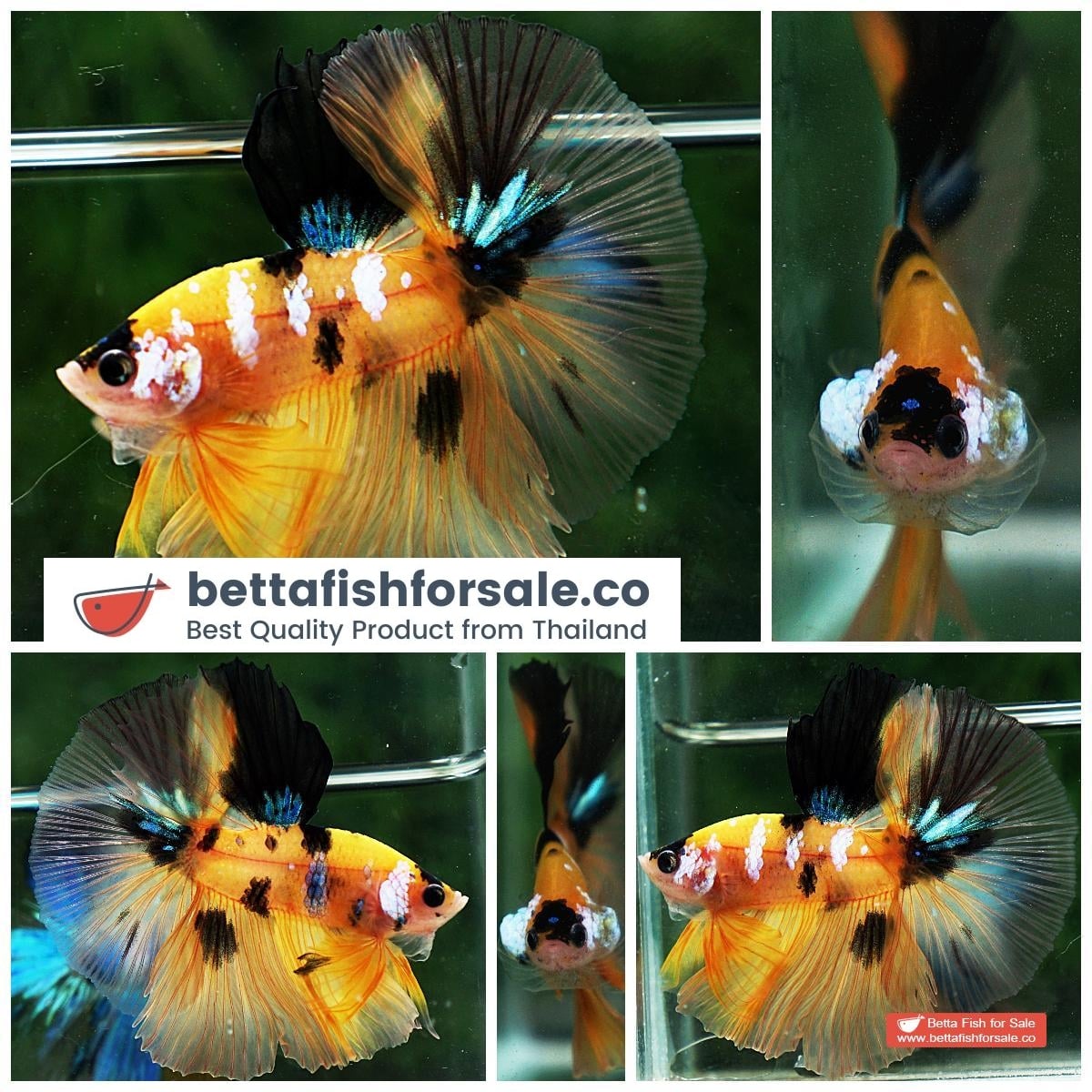 Betta fish OHM Yellow Tiger Galaxy