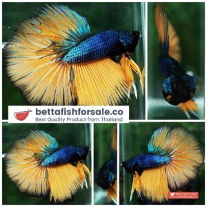 Betta fish HM Original Blue Mustard Gas