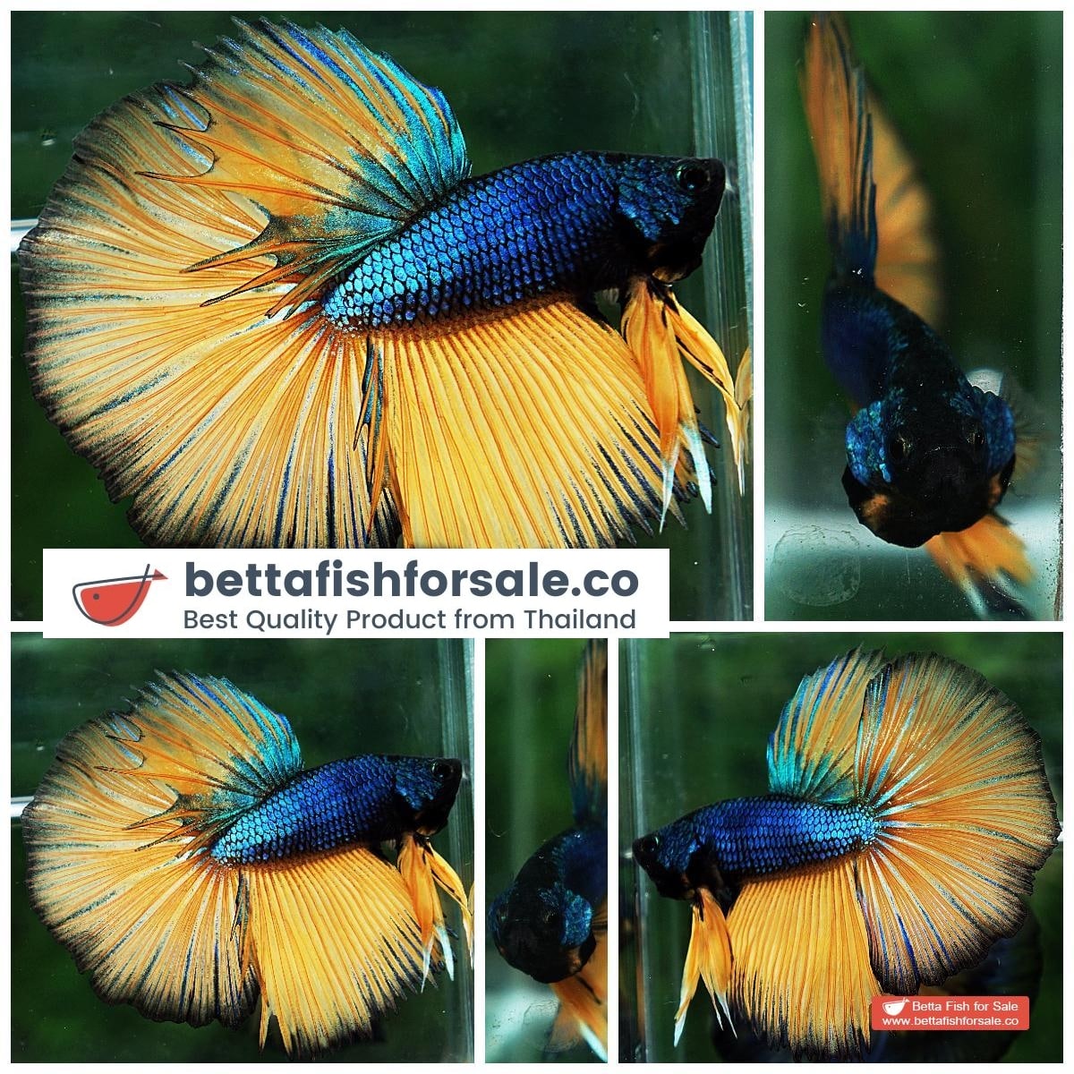 Betta fish HM Original Blue Mustard Gas