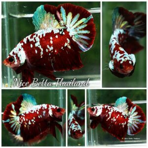 Betta fish HMPK Princes of Red Santa Galaxy