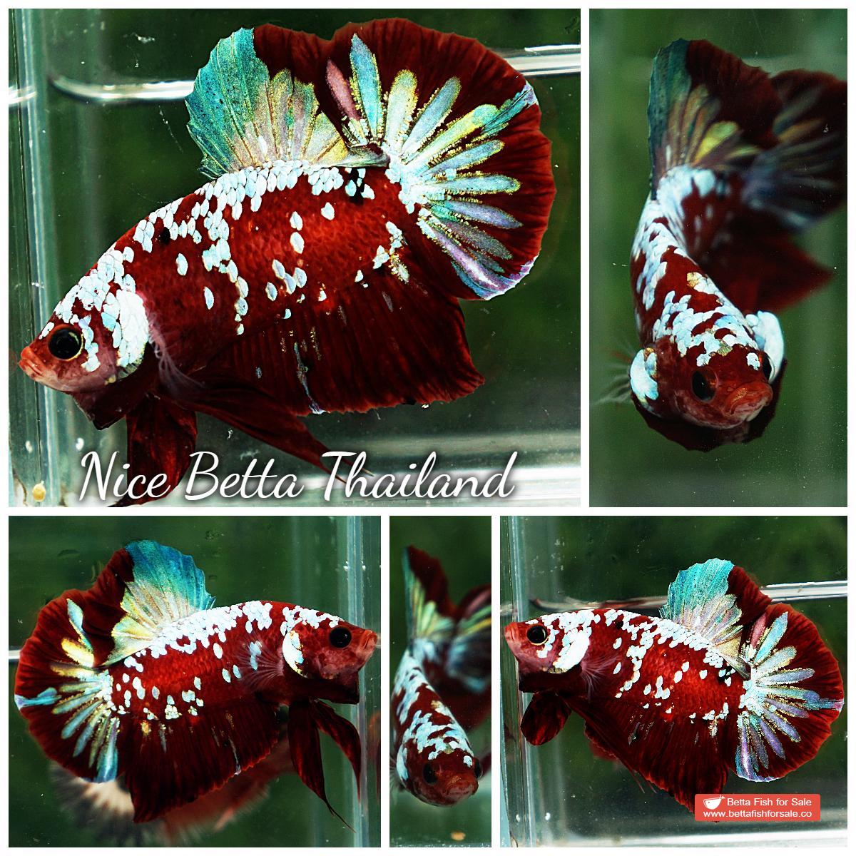 Betta fish HMPK Princes of Red Santa Galaxy