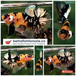 Betta fish HMPK Prince of Tiger Copper