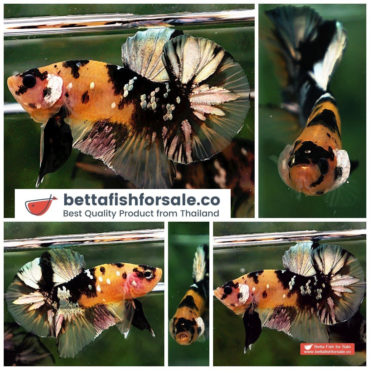 Betta fish HMPK Prince of Tiger Copper