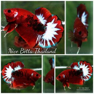 Betta fish HMPK Hell Boy Star tail