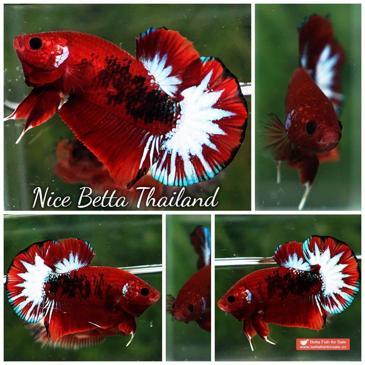 Betta fish HMPK Hell Boy Star tail