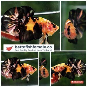 Betta fish HMPK Strong Yellow Tiger Copper