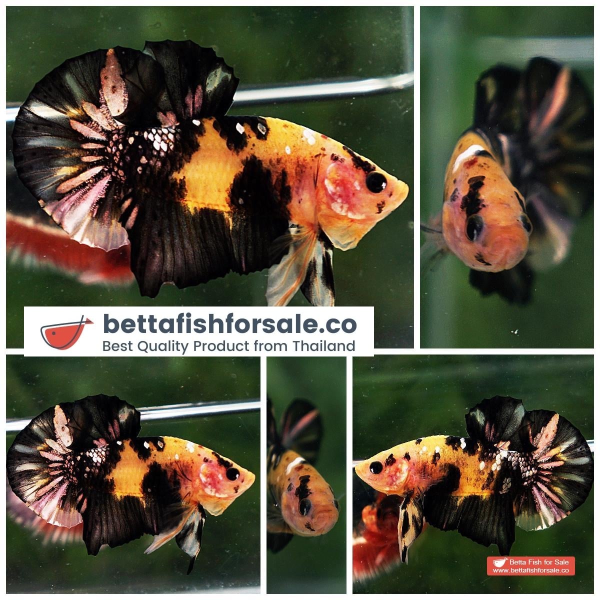 Betta fish HMPK Strong Yellow Tiger Copper