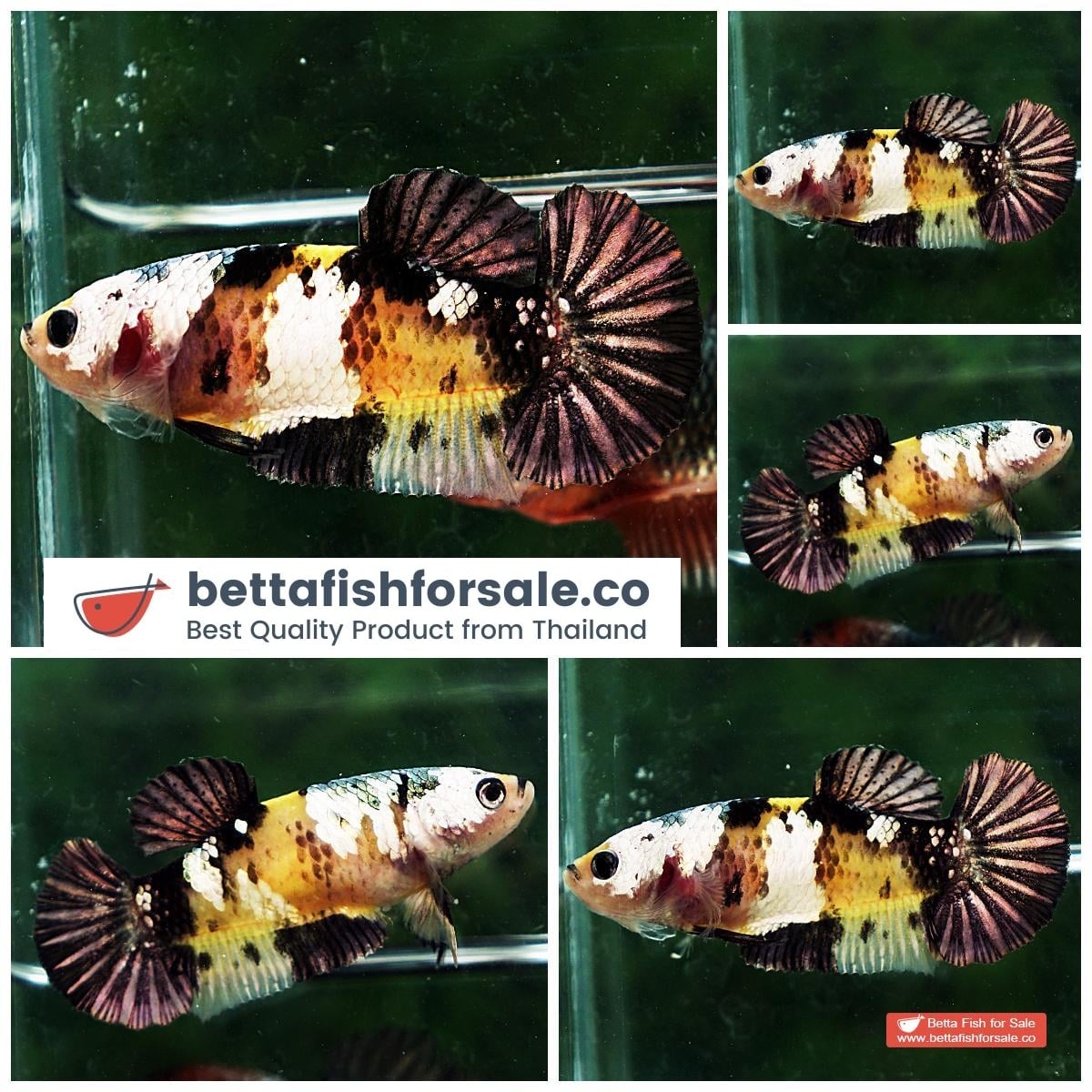 Betta fish Female HM Strong Yellow Tiger Copper