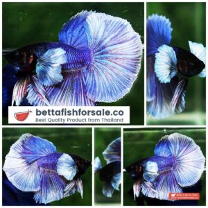 Betta fish OHM Violet Purple Dumbo