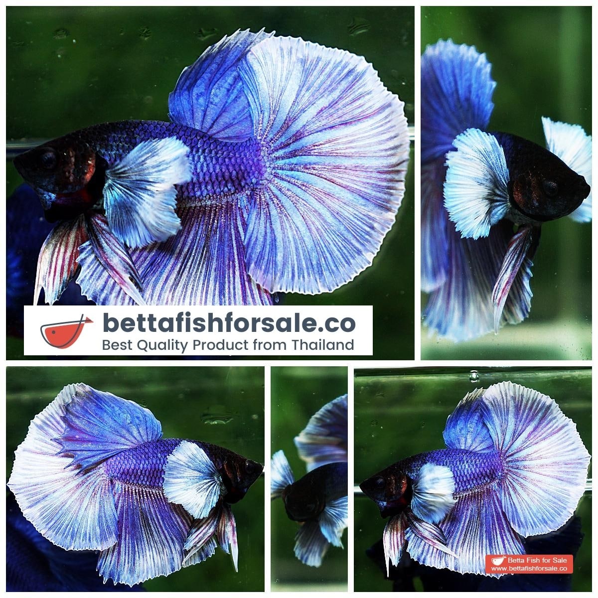 Betta fish OHM Violet Purple Dumbo