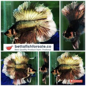 Betta fish DTHM Copper Gold Butterfly