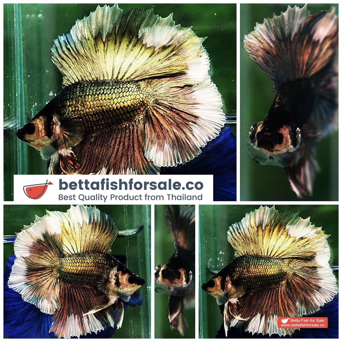 Betta fish DTHM Copper Gold Butterfly