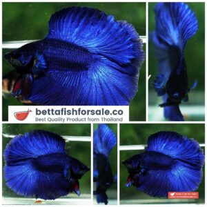Betta fish DTHM Steel Blue