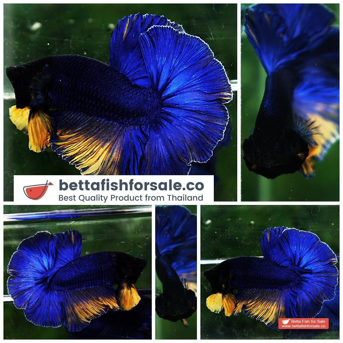 Betta fish HM Original Blue Mustard
