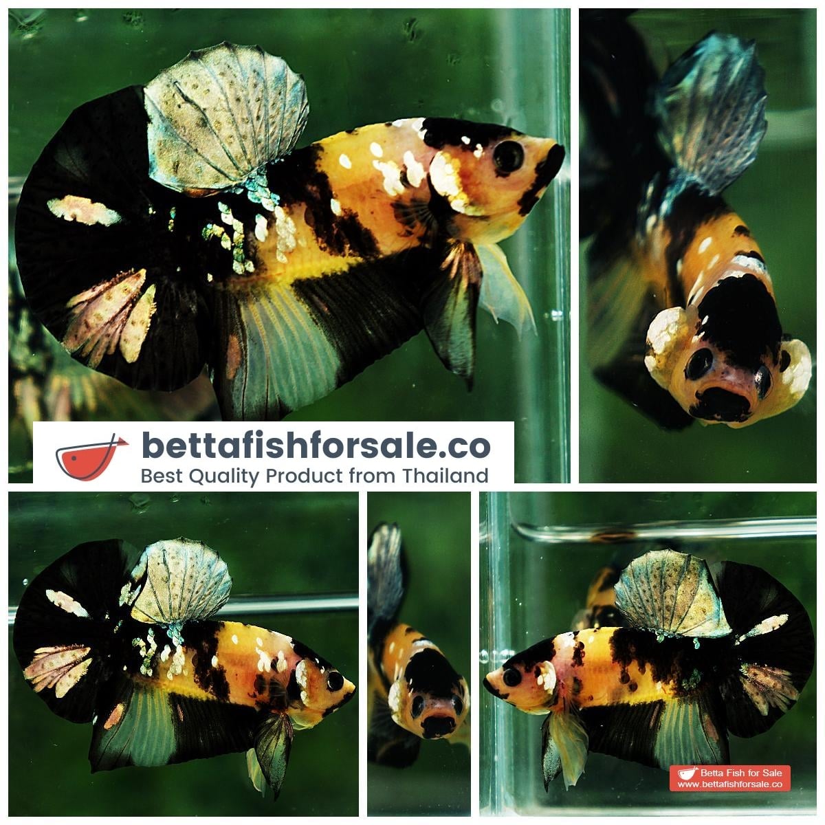 Betta fish HMPK Yellow Tiger Copper Black Mouth