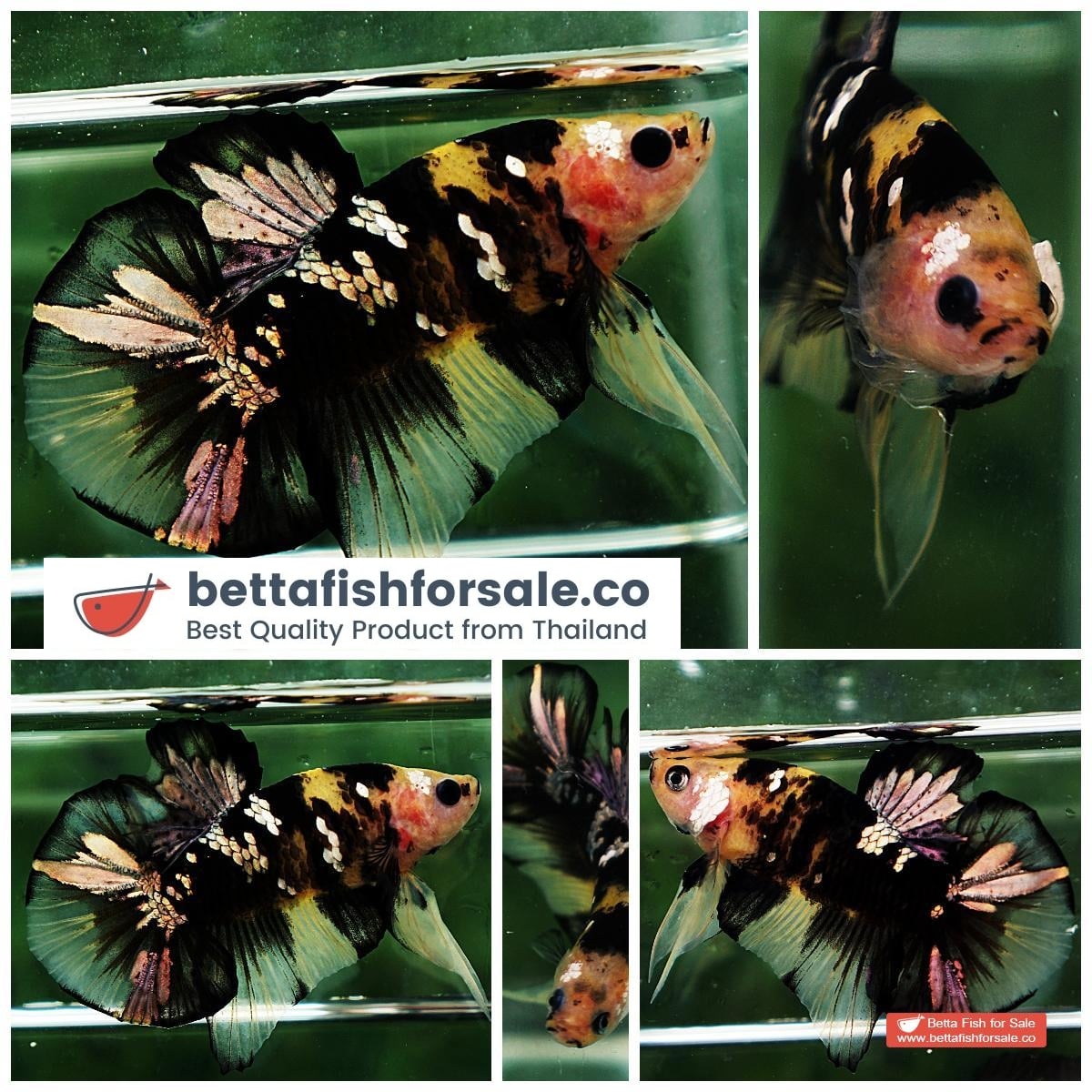 Betta fish HMPK Yellow Tiger Copper Series