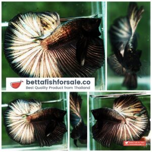 Betta fish OHM Dark Copper Gold
