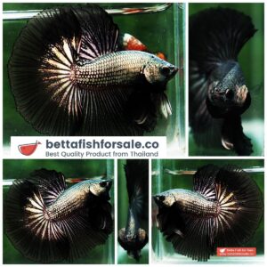 Betta fish OHM Black Copper Dragon