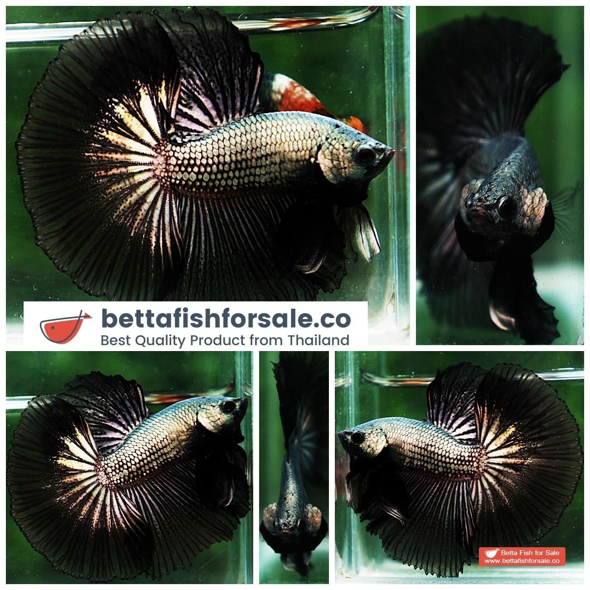 Betta fish OHM Black Copper Dragon