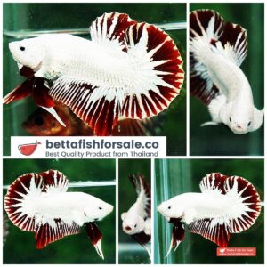 Betta fish HMPK Prince of Platinum Red Dragon