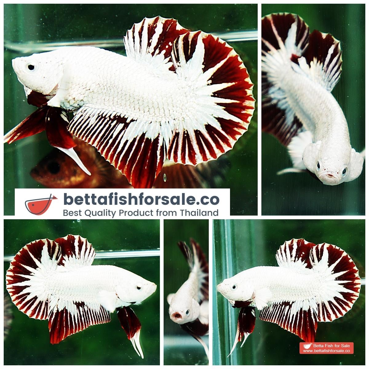 Betta fish HMPK Prince of Platinum Red Dragon