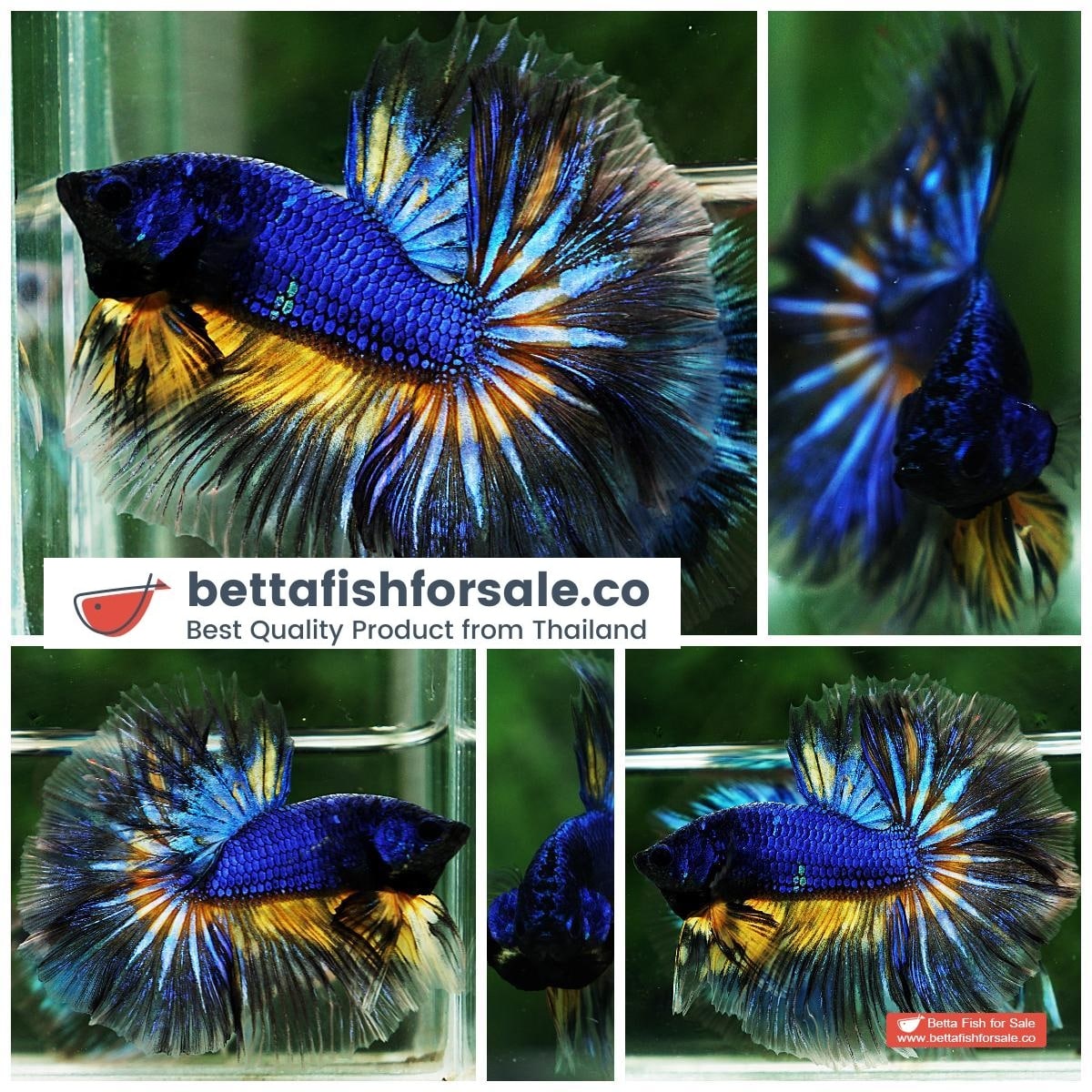 Betta fish OHM Blue Mustard Gas Sky Hawk
