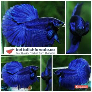 Betta fish HM Original Steel Blue
