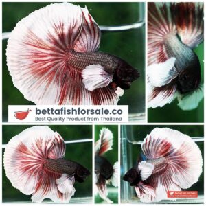 Betta fish OHM Big Red Salamander Copper Dumbo