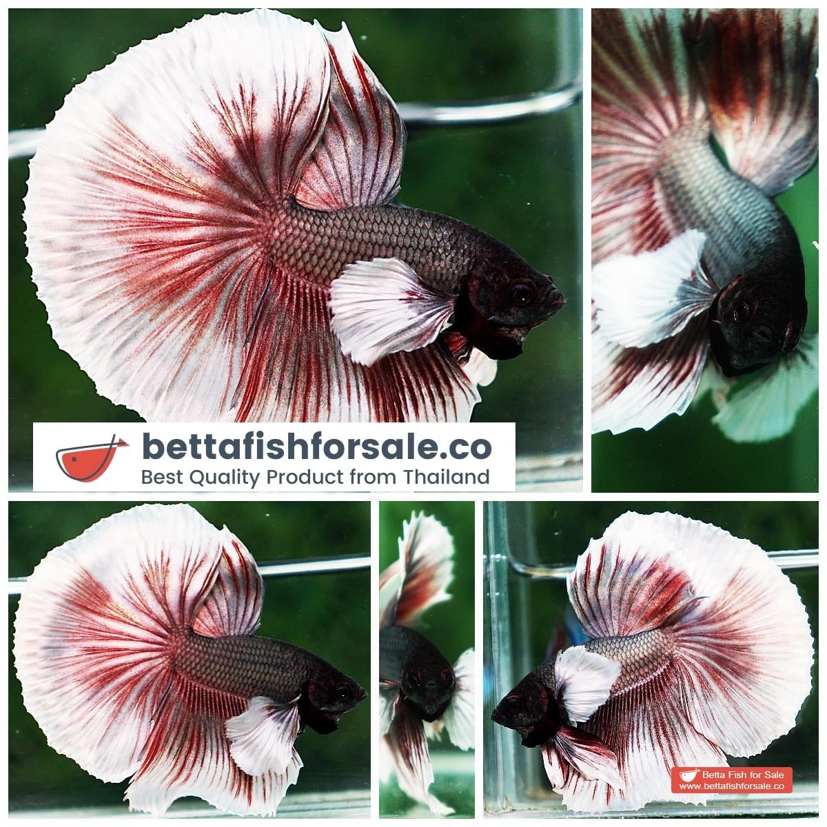 Betta fish OHM Big Red Salamander Copper Dumbo