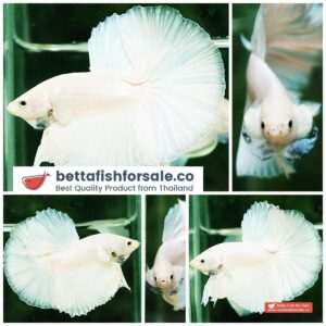Betta fish OHM Prince of The White