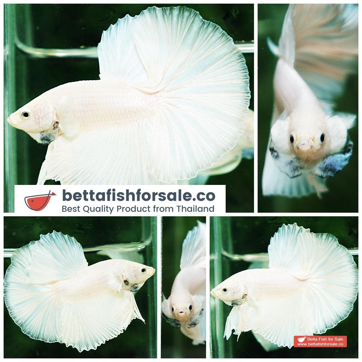 Betta fish OHM Prince of The White
