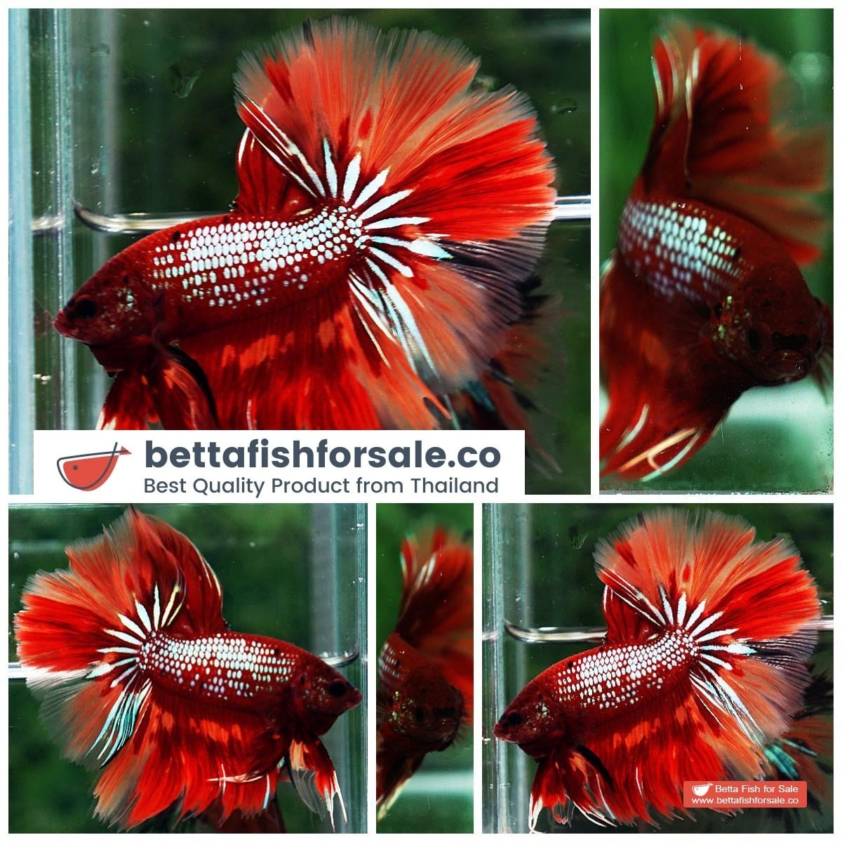 Betta fish OHM Red Samurai On Fire