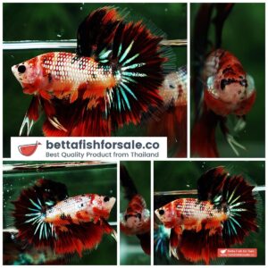 Betta fish HM Junior Devil Candy AOC