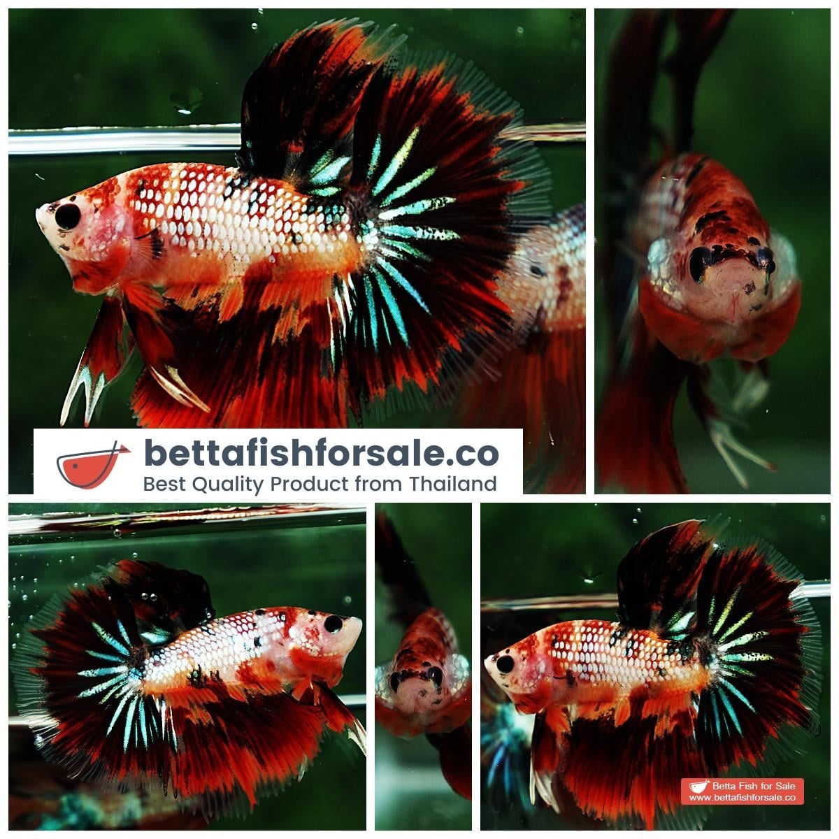 Betta fish HM Junior Devil Candy AOC