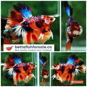 Betta fish OHM Multicolor Emerald Candy Sky Hawk Rosetail