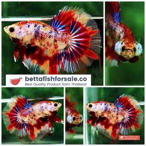 Betta fish HM Junior Multicolor Candy Nemo