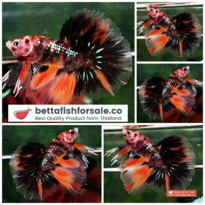 Betta fish OHM The Tiger Galaxy