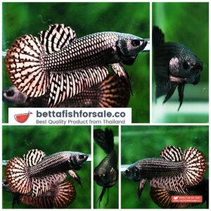 Betta fish Wild Hybrid Siam Copper Gold Alien Hybrid Series