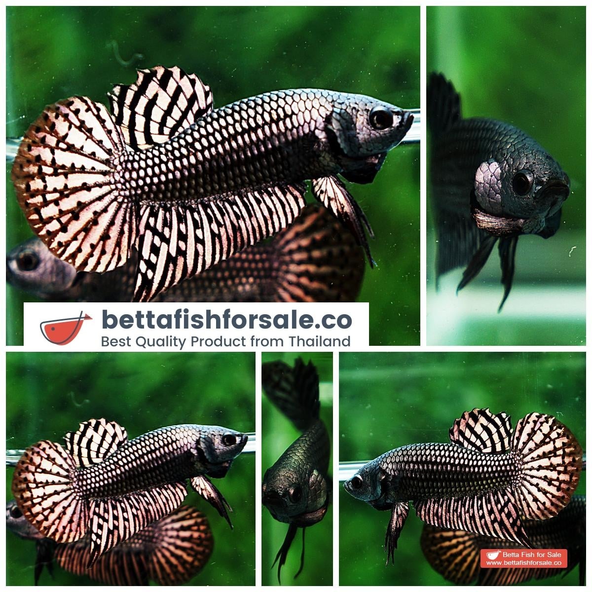Betta fish Wild Hybrid Siam Copper Gold Alien Hybrid Series