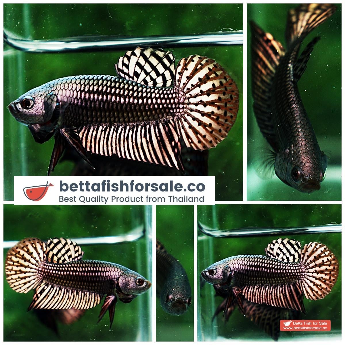 Betta fish Wild Hybrid Siam Copper Gold Alien Hybrid Series