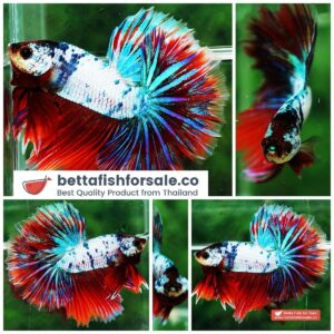 Betta fish OHM Magical Pink Blue Marble Series