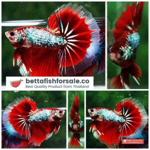 Betta fish OHM Fancy Red Samurai Dragon