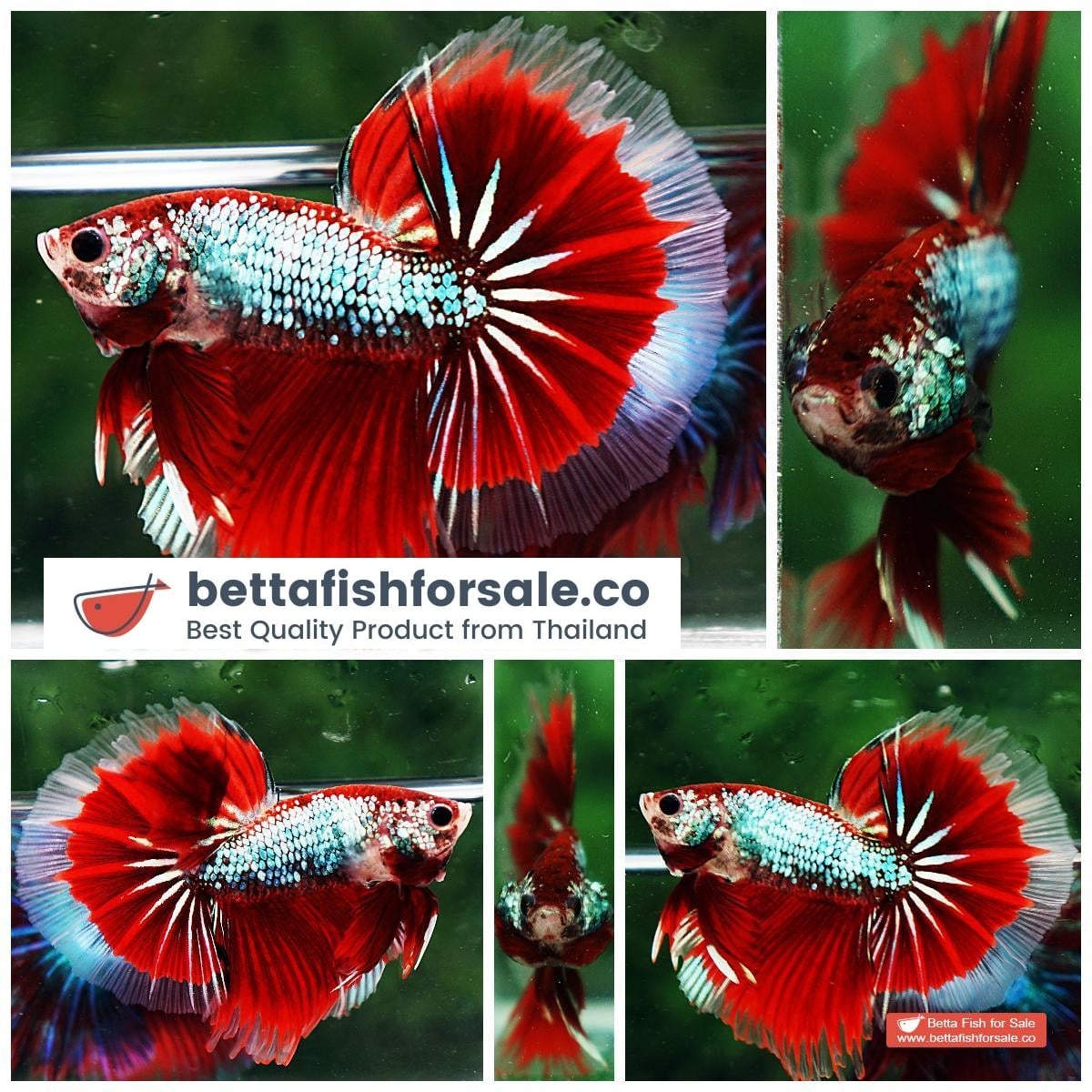 Betta fish OHM Fancy Red Samurai Dragon